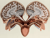 Human Head Cross Section Poster Print showcasing anatomical details.