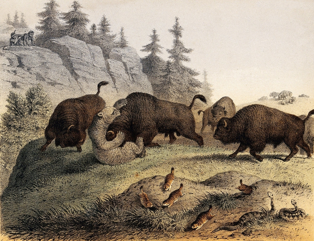 Grizzly Bear Fighting with Bisons Vintage Poster Print