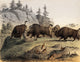 Grizzly Bear Fighting with Bisons Vintage Poster Print