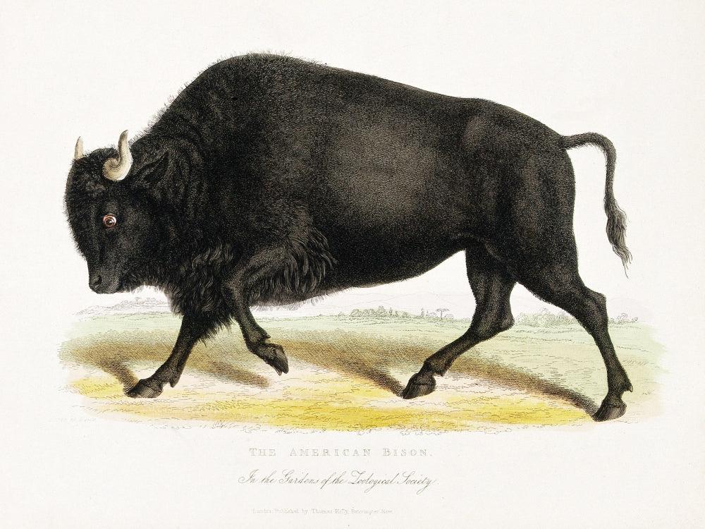 American Bison Illustration c. 1829 Poster Print on heavy stock paper