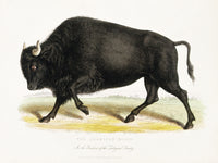 American Bison Illustration c. 1829 Poster Print on heavy stock paper