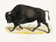 American Bison Illustration c. 1829 Poster Print on heavy stock paper