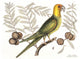 Extinct Carolina Parakeet Poster Print showcasing vintage bird art.