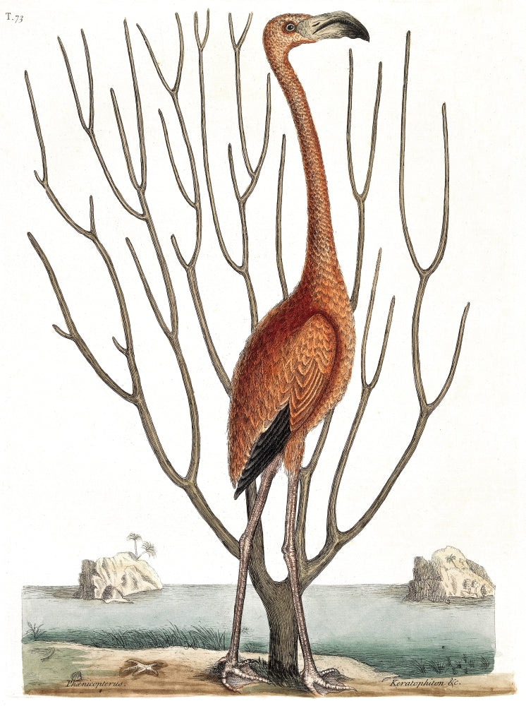 Flamingo with Keratophyton Plant Art Print on premium paper.