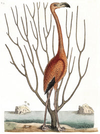 Flamingo with Keratophyton Plant Art Print on premium paper.