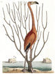 Flamingo with Keratophyton Plant Art Print on premium paper.