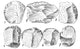 Upper Paleolithic Scrapers illustration poster print, showcasing ancient tools.
