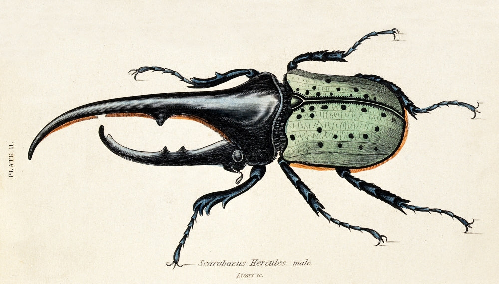 19th Century Male Scarab Beetle Poster Print showcasing intricate details