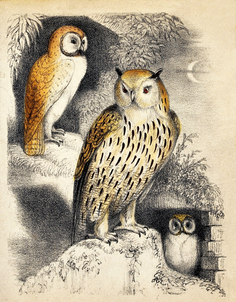 Nocturnal Scene with Three Owls Poster Print showcasing beautiful owls in their natural habitat.