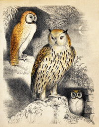 Nocturnal Scene with Three Owls Poster Print showcasing beautiful owls in their natural habitat.