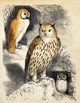 Nocturnal Scene with Three Owls Poster Print showcasing beautiful owls in their natural habitat.