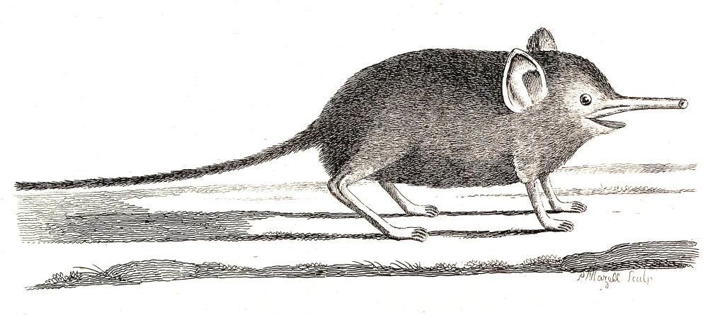 Elephant Shrew with Long Proboscis 18th Century Illustration Poster Print