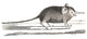 Elephant Shrew with Long Proboscis 18th Century Illustration Poster Print