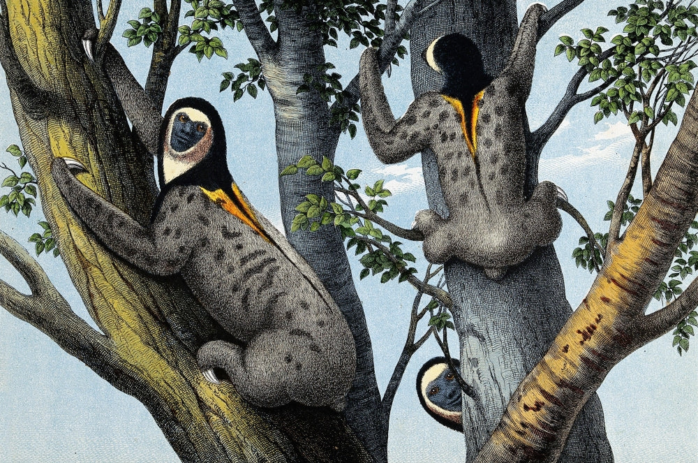 Yellow-Throated Sloths in Trees Poster Print showcasing sloths in their natural habitat.
