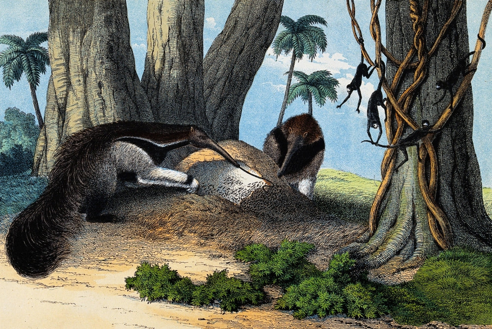 Poster print of Two Giant Anteaters Feeding on Termites, showcasing vibrant wildlife imagery.