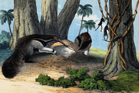 Poster print of Two Giant Anteaters Feeding on Termites, showcasing vibrant wildlife imagery.