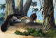 Poster print of Two Giant Anteaters Feeding on Termites, showcasing vibrant wildlife imagery.
