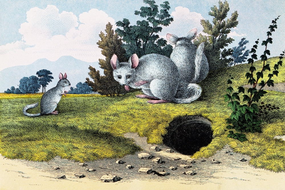 Three Chinchillas Near Burrow Poster Print showcasing adorable chinchillas in their habitat.