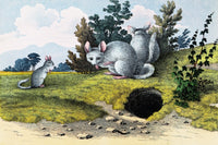 Three Chinchillas Near Burrow Poster Print showcasing adorable chinchillas in their habitat.
