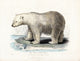 White Polar Bear on Ice Floe Poster Print showcasing a majestic polar bear on ice.