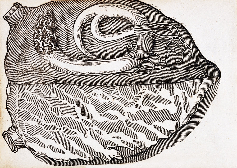 Heart with Parasite poster print showcasing a detailed scientific illustration.