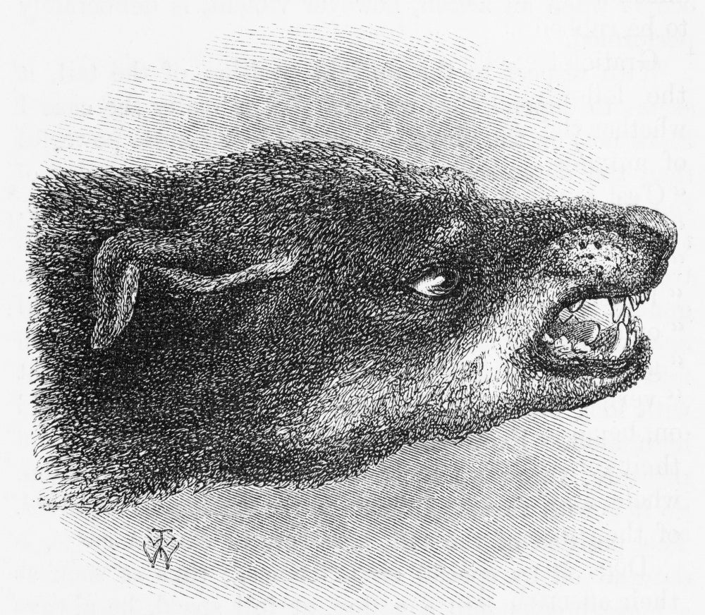 Darwin's Snarling Dog Illustration Poster Print from 1872.
