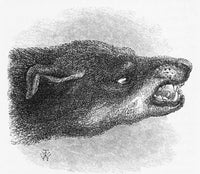 Darwin's Snarling Dog Illustration Poster Print from 1872.
