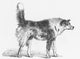 Darwin's Hostile Dog 1872 Illustration Poster Print