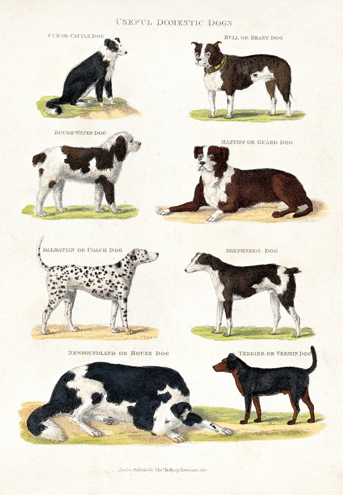 Poster print featuring eight different domestic dog breeds.