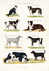 Poster print featuring eight different domestic dog breeds.
