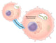 Ebola Virus Replication Poster Print by Evan Oto, science art