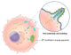 Ebola Virus Replication Poster Print by Evan Oto - Science Art