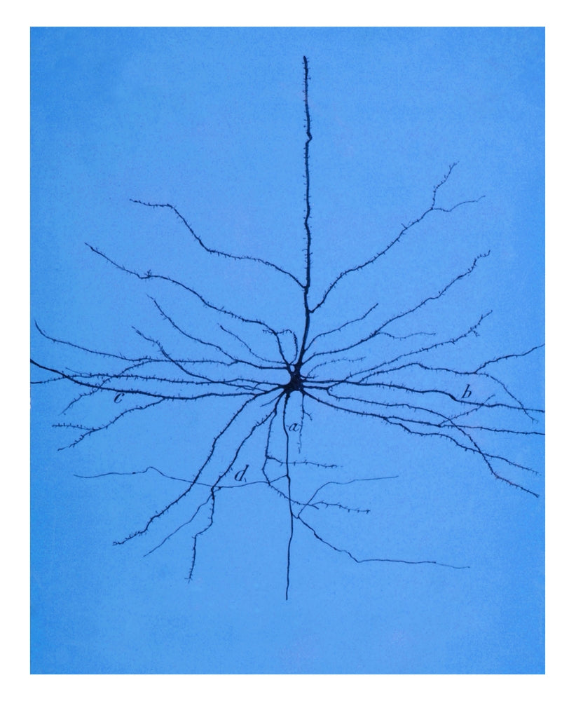 Pyramidal Cell in Cerebral Cortex Poster Print showcasing intricate neural structures.