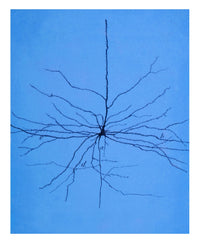 Pyramidal Cell in Cerebral Cortex Poster Print showcasing intricate neural structures.