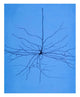 Pyramidal Cell in Cerebral Cortex Poster Print showcasing intricate neural structures.