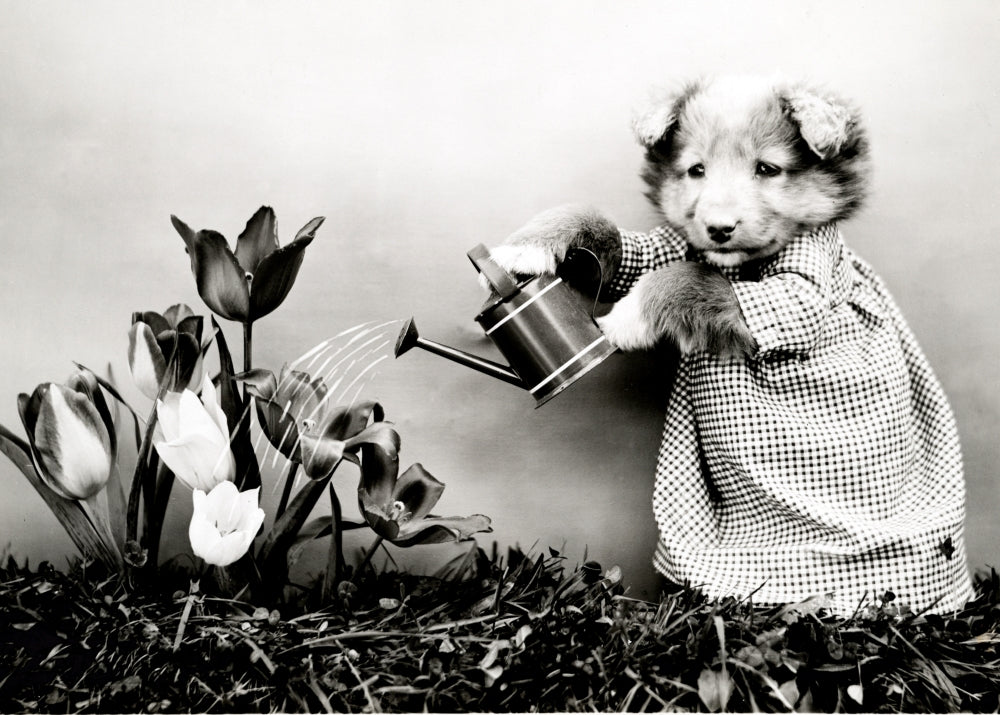 Watering the Flowers 1914 Poster Print - Vintage Art