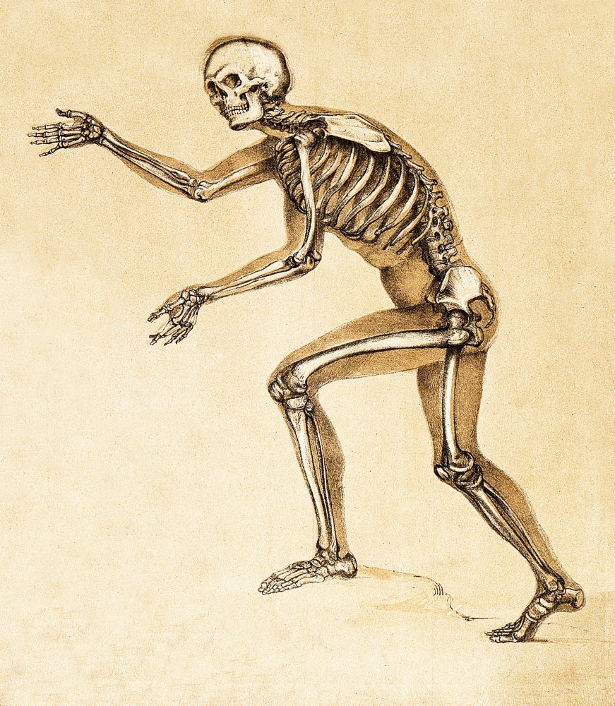 Skeleton of Man, 1860 Poster Print showcasing human anatomy details.