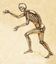 Skeleton of Man, 1860 Poster Print showcasing human anatomy details.