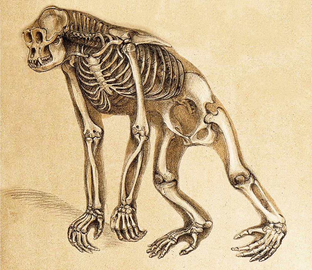 1860 Skeleton of Ape Poster Print showcasing detailed anatomy