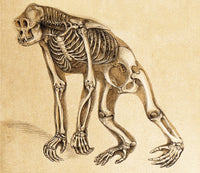 1860 Skeleton of Ape Poster Print showcasing detailed anatomy