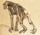 1860 Skeleton of Ape Poster Print showcasing detailed anatomy