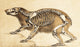 Skeleton of Bear 1860 Poster Print on premium paper.