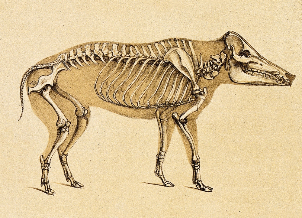 Skeleton of Wild Boar (1860) Poster Print showcasing detailed anatomy.