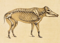 Skeleton of Wild Boar (1860) Poster Print showcasing detailed anatomy.