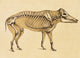 Skeleton of Wild Boar (1860) Poster Print showcasing detailed anatomy.