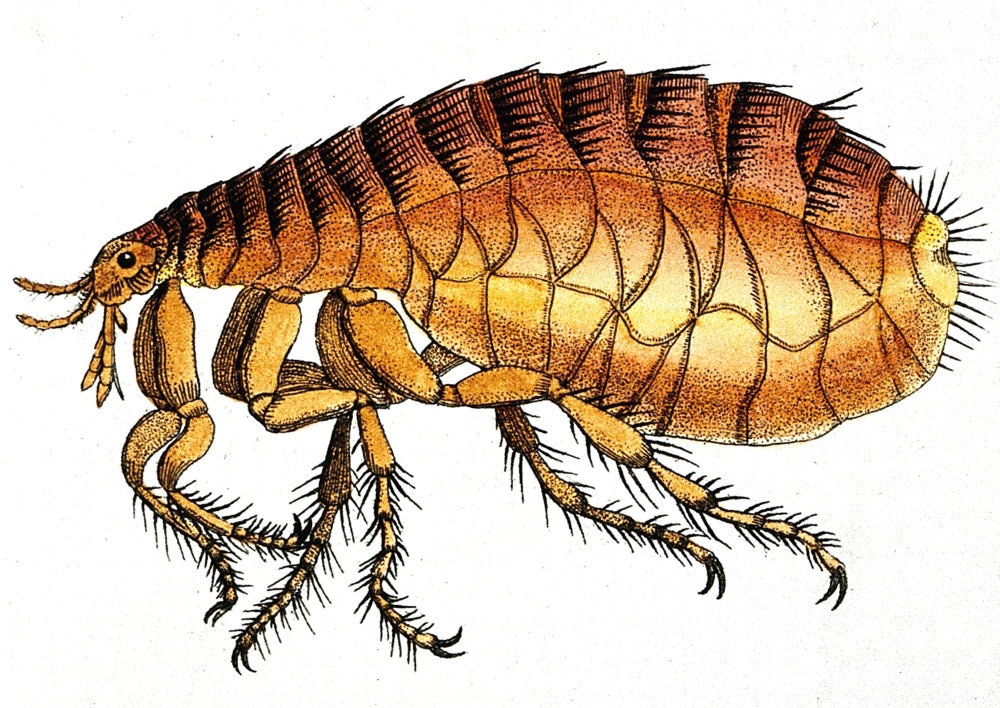 Dog Flea Illustration Poster Print by Science Source