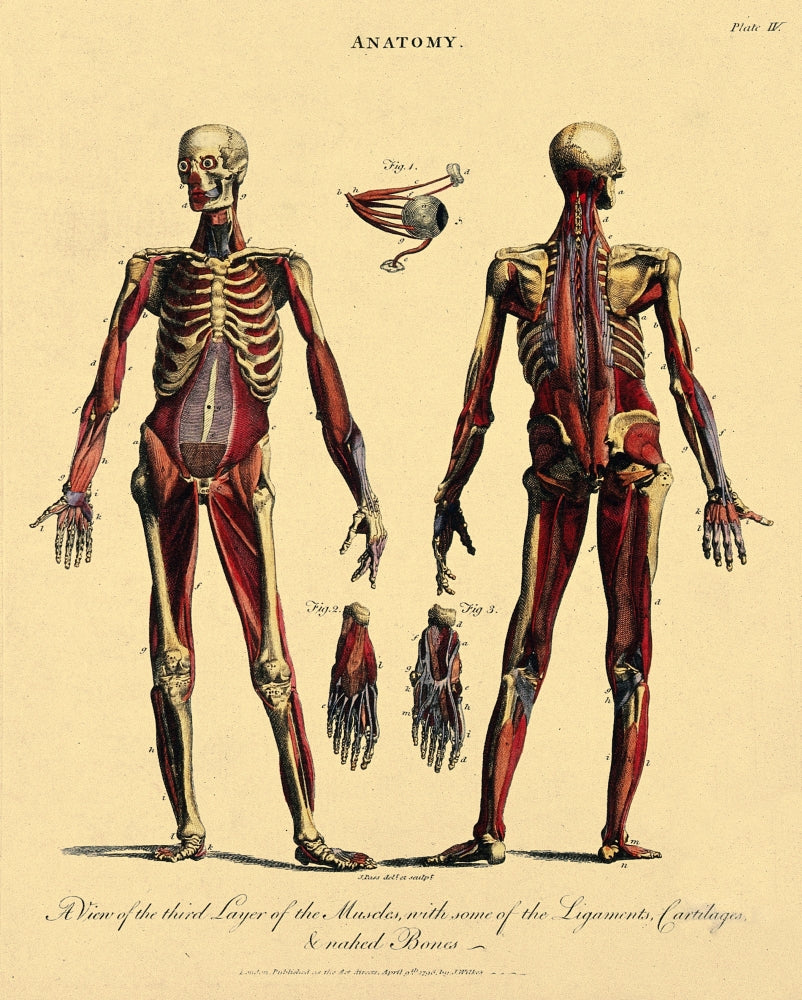 Muscles, Ligaments, and Bones illustration poster print on heavy stock paper.