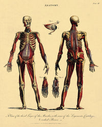 Muscles, Ligaments, and Bones illustration poster print on heavy stock paper.