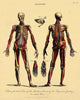 Muscles, Ligaments, and Bones illustration poster print on heavy stock paper.