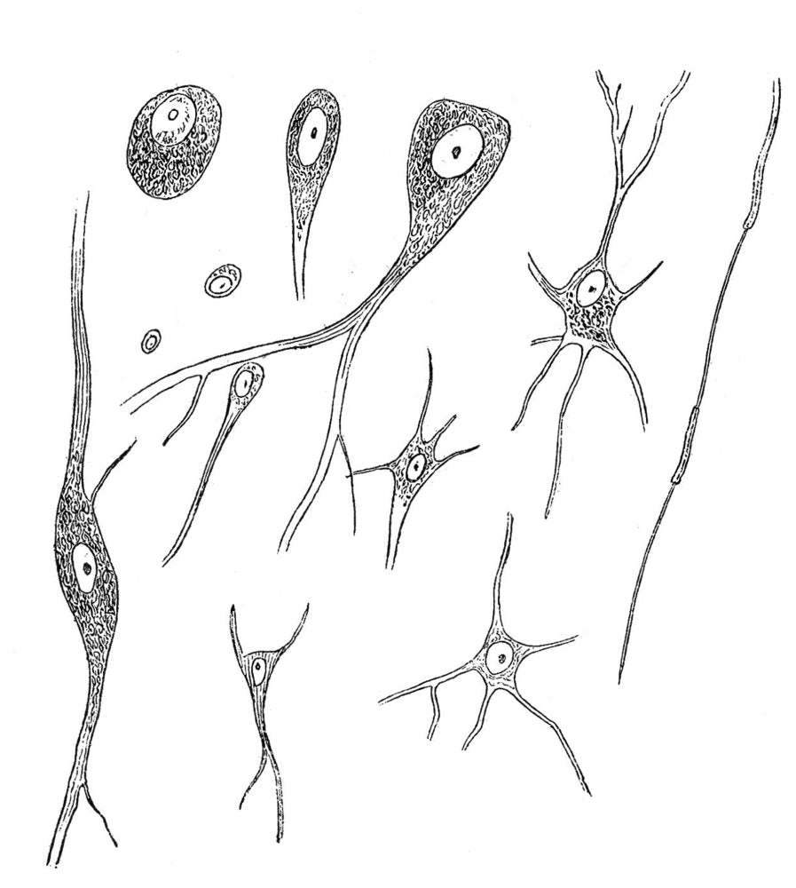 Nerve Cell Types Poster Print from 1852 by Science Source